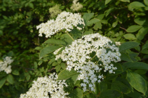 istock Forest flowers close-up of different colors backgrounds 1153273272