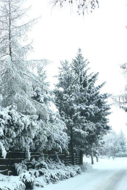 istock Winter scenery full of snow and trees. 1153273411