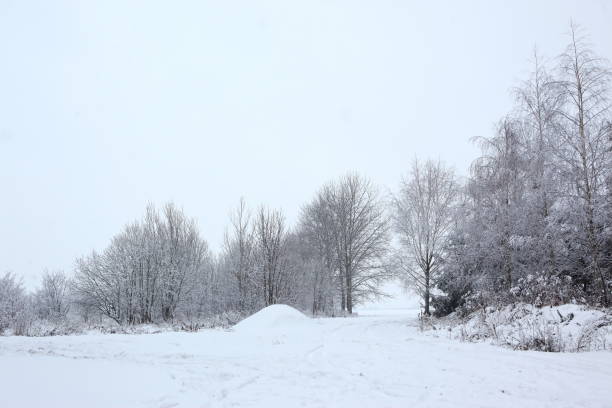 istock Winter scenery full of snow and trees. 1153273681