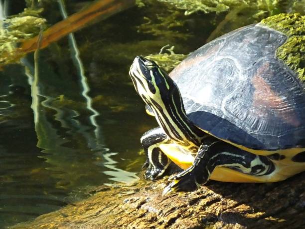 istock Florida Red-bellied Cooter (Pseudemys rubriventris) resting on a log with algae on its shell 1153274323
