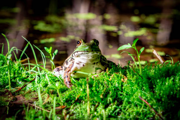 Frog in Spring stock photo