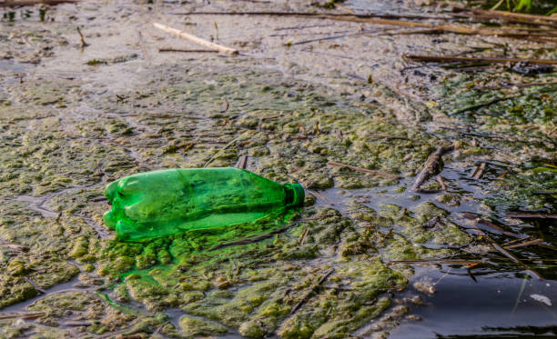 alte gebrauchte plastikflaschen auf dem mississippi - algae slimy green water stock-fotos und bilder