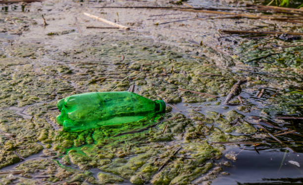 frascos plásticos usados velhos no rio de mississippi - algae slimy green water - fotografias e filmes do acervo