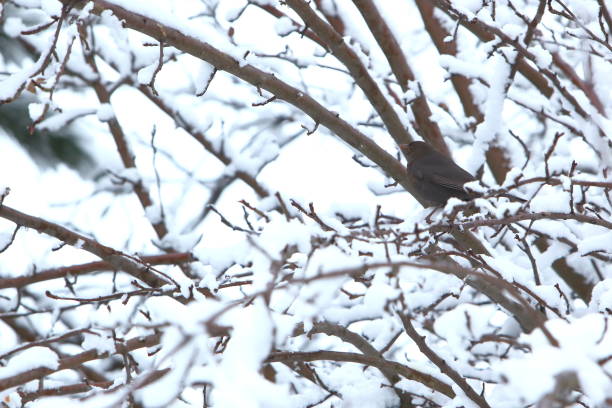 istock Winter scenery full of snow and trees. 1153274567