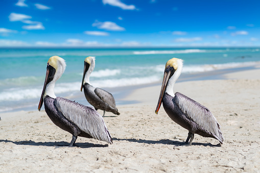 Pelicans at beach, standing in brown water lake on a sunny day
