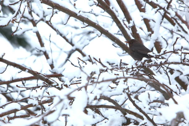 istock Winter scenery full of snow and trees. 1153275823