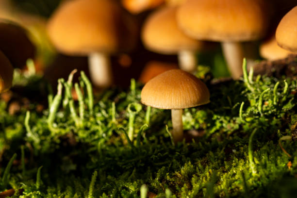 istock Toadstool mycena mushrooms on a wood in a green grass. Soft focus, bokeh. Autum, sun light 1153275825