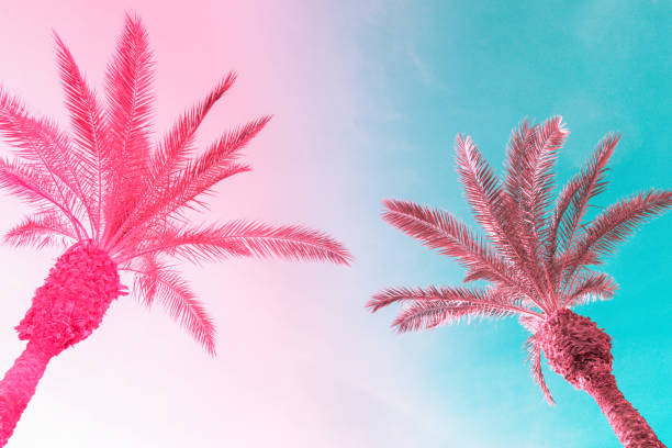 istock Two tall palm trees on toned gradient pink blue sky with light fluffy clouds. Creative trendy summer tropical background. Vacation travel concept. Copy space 1153275961