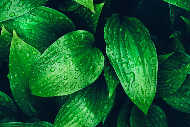 istock Greenery beautiful fresh plant  leaves with rain drops background. 1153276094