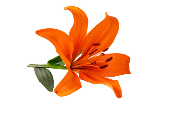 istock Lily flower orange color isolated on white clipping path included 1153276225