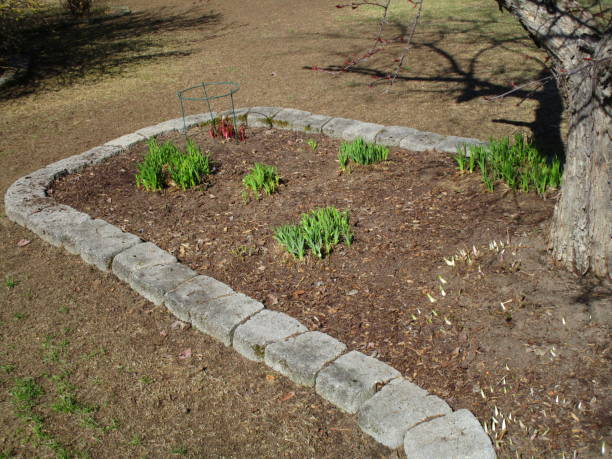 istock Perennial Sprouts in Spring 1153276316
