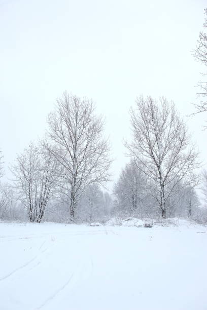 istock Winter scenery full of snow and trees. 1153276941