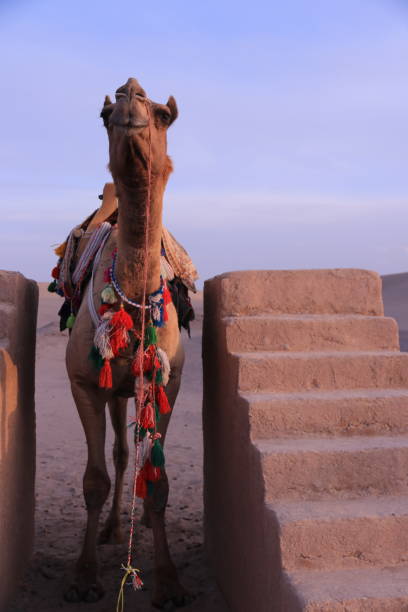 istock Camel in Yazd desert, Iran 1153277161