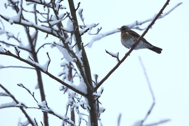 istock The bird sits on a snow-covered branch of a deciduous tree. 1153277458