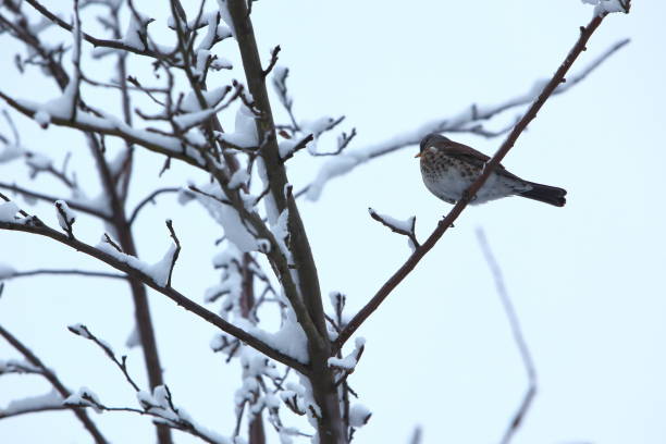 istock The bird sits on a snow-covered branch of a deciduous tree. 1153277556