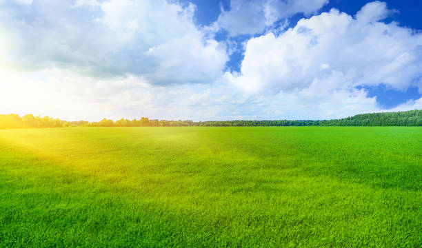 istock Green field and sun beam 1153278380