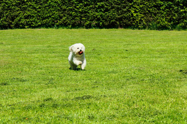istock Playful little Dog,Bichon Frise 1153278835