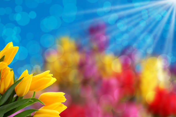 Flowers for the nicest gift or surprise sent by postcard or by e-mail. You can also add a few nice words or wishes and send in any form.