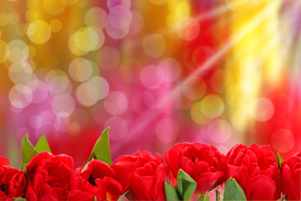 Close-up on red tulip flowers in low sunset light.