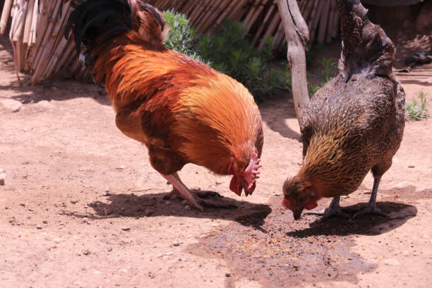 istock Chicken and hen on a nomad farm, Shiraz, Iran 1153279566