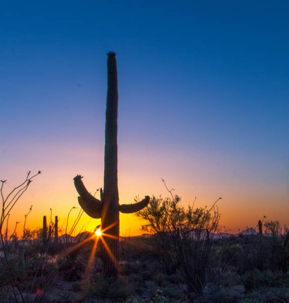 istock Vertical Saguaro Cactus Sunset Desert Landscape 1153279609