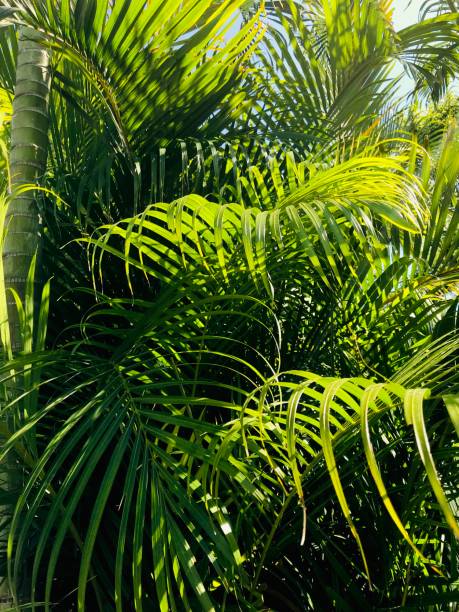 istock abstract close up shiny palm tree leaves in sunny day 1153279837