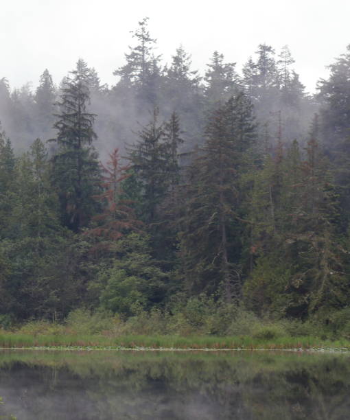 istock Trees in the Fog 1153279841