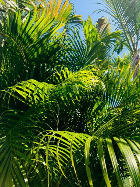 istock abstract close up shiny palm tree leaves in sunny day 1153279865