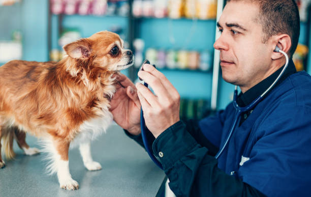 istock Vet with chihuahua 1153279982