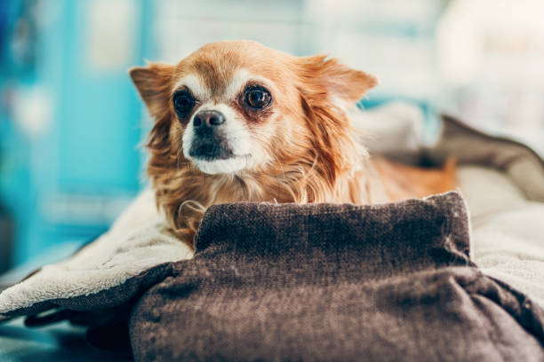 Dog in Pet Carrier