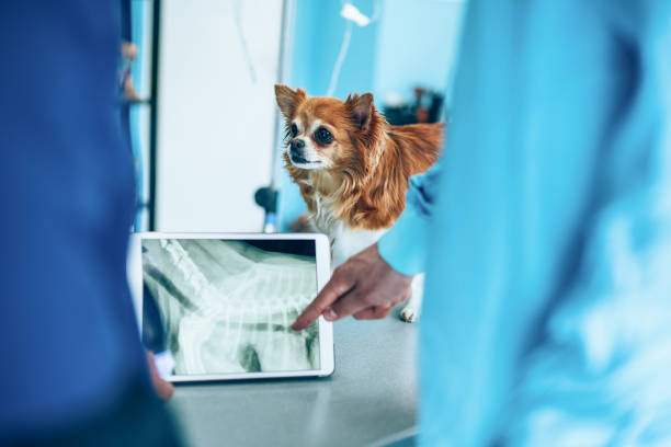 weterynarze patrząc na psa x-ray w szpitalu dla zwierząt - digital tablet men male beauty professional occupation zdjęcia i obrazy z banku zdjęć