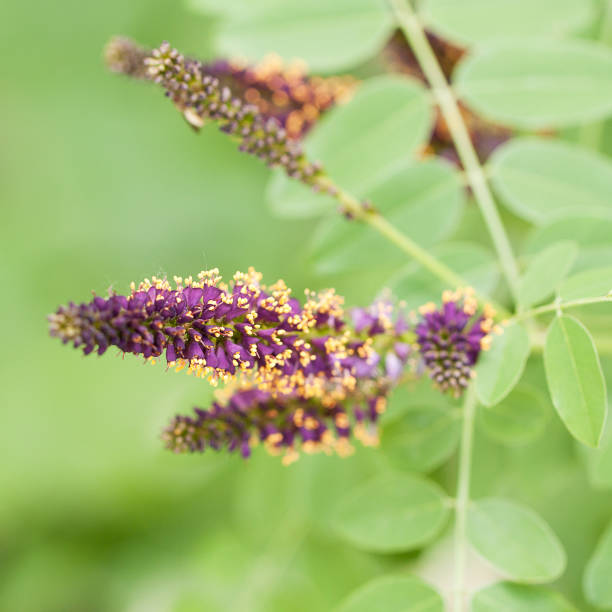 istock beautiful bright acacia flowers on a branch 1153281339