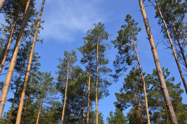 istock Landscapes of summer forest plants and trees 1153282957