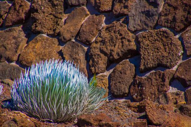 silversword im frimt de una pared stime en el parque nacional halaekala - haleakala silversword fotografías e imágenes de stock