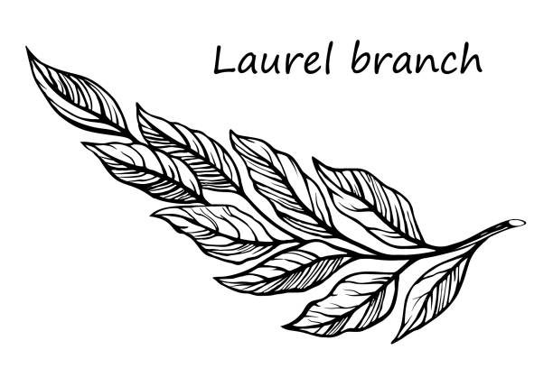 ilustrações de stock, clip art, desenhos animados e ícones de laurel branch sketch - bay wreath