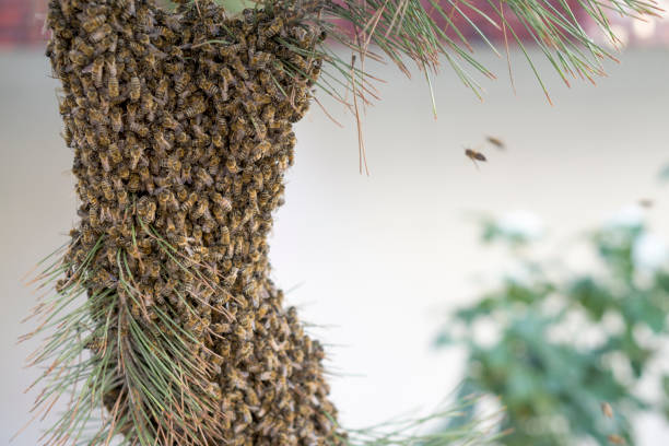 A Large Group of Honey Bees on Pine Tree stock photo