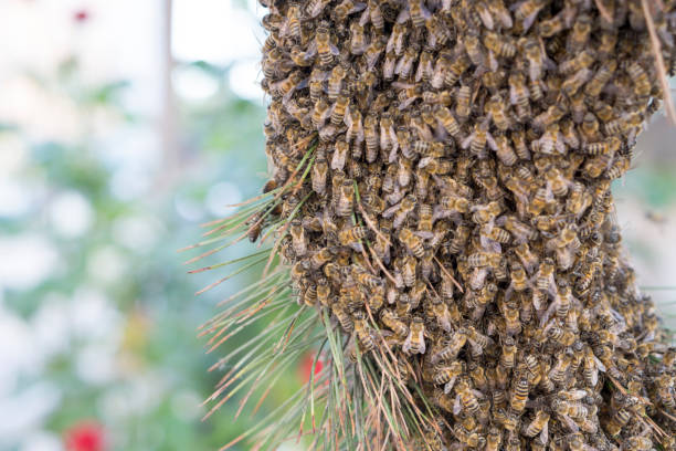 A Large Group of Honey Bees on Pine Tree stock photo