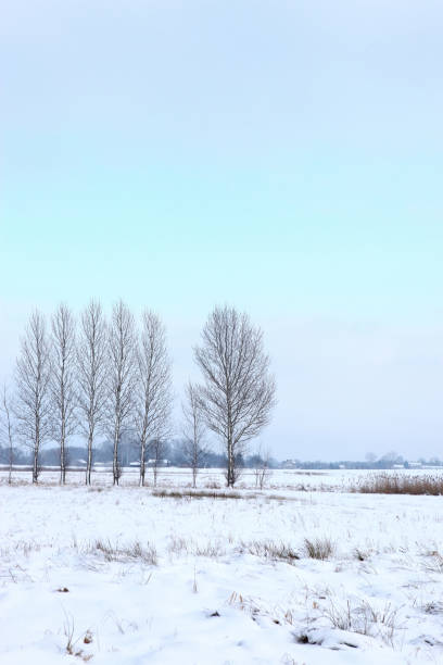 istock Winter scenery full of snow and trees. 1153287945