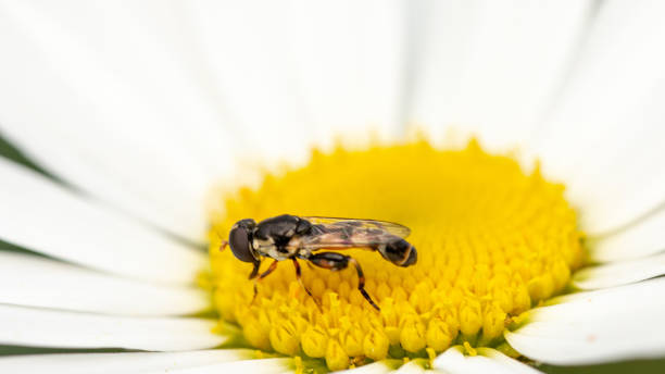 istock Little wild bee on a snow-white daisy 1153288917