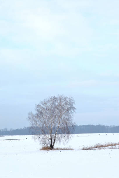 istock Winter scenery full of snow and trees. 1153289581