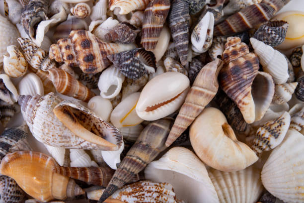 istock Various snail shells poured onto the table. Colorful shells of molluscs. White background. 1153291436