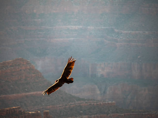 istock Red-Tailed Hawk at the Grand Canyon 1153292819