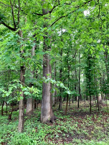 istock Middle of the Woods with Trees and no Trail 1153292965