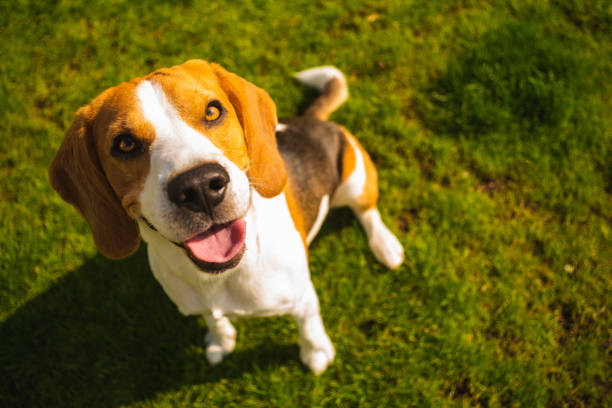 istock Smart cute beagle dog in park on green grass. 1153293741