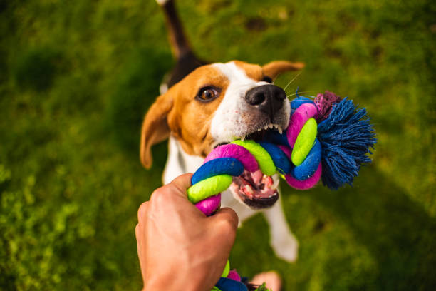 istock Dog Tug-of-War Game in summer 1153293761