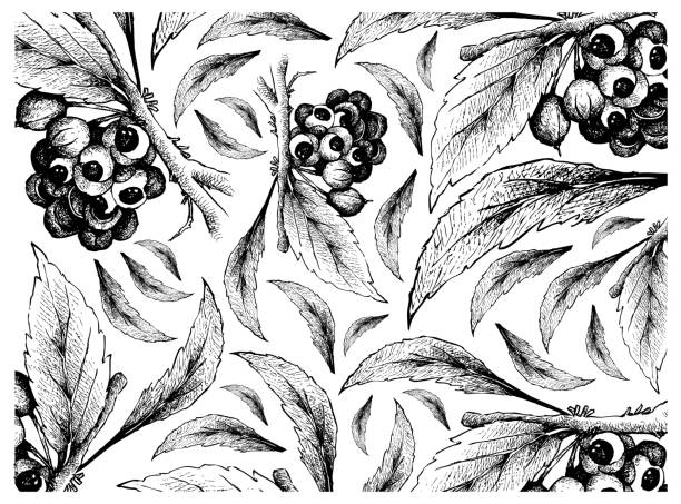 Hand Drawn of Guarana or Paullinia Cupana Fruits Background vector art illustration