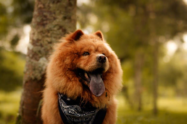 istock Big dog big tongue 1153296359