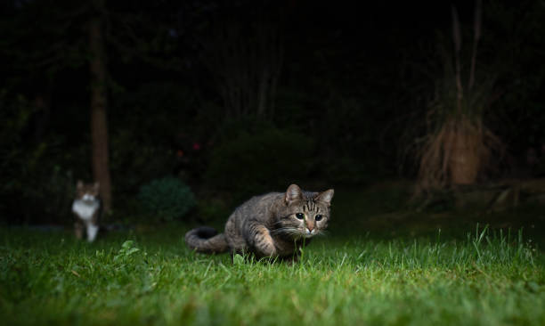 chat chasse la nuit - rodent photos et images de collection