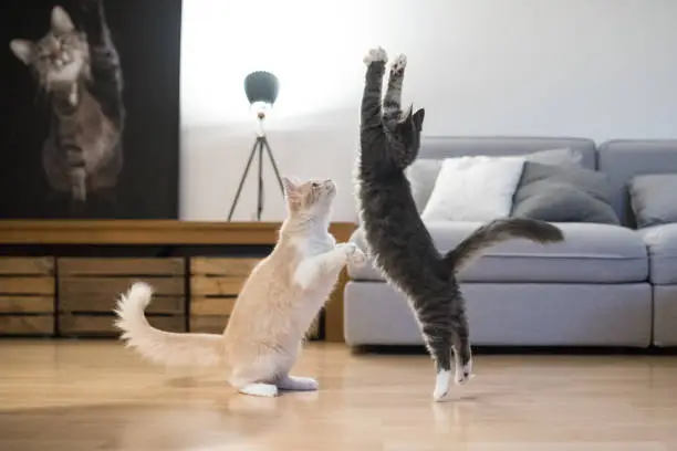 two maine coon kittens playing in living room in front of sofa jumping in the air