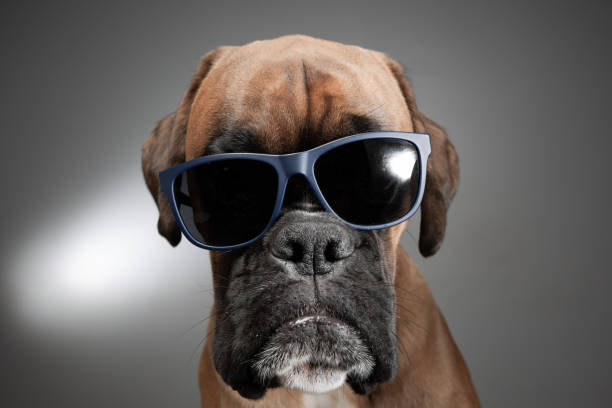 istock Close up on dog's head with sunglasses showing anger. 1153297572